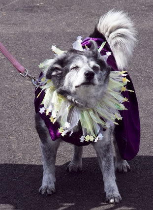 Happy Dog