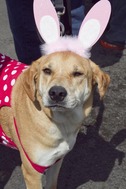 Dog-Gone Easter